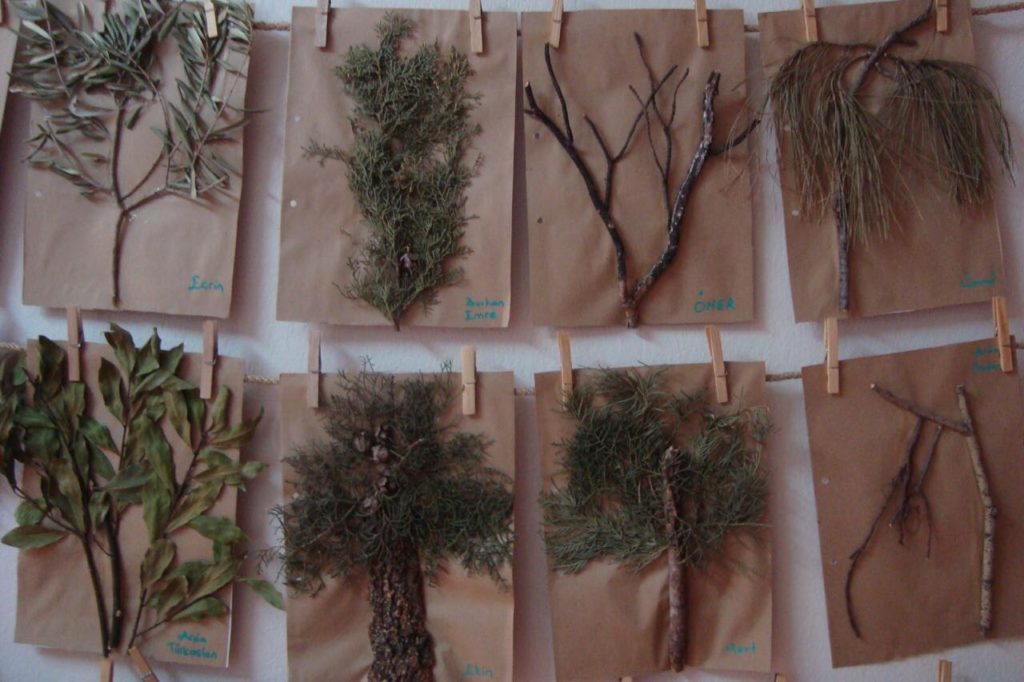 Tree art and craft activities